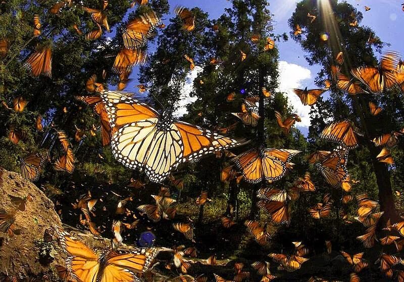 migración mariposa monarca santuarios Michoacán