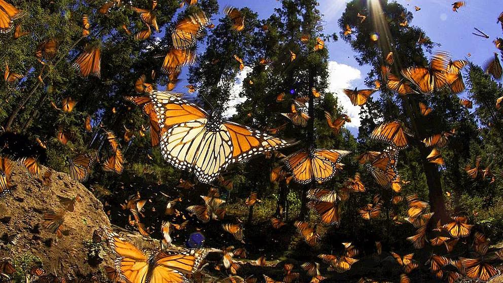 migración mariposa monarca santuarios Michoacán