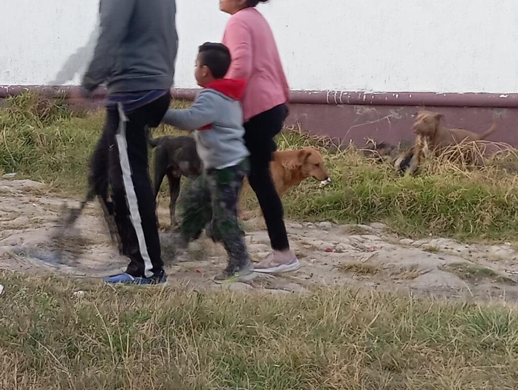 Persiste sobrepoblación canina en Morelia con hasta 70 mil perros callejeros