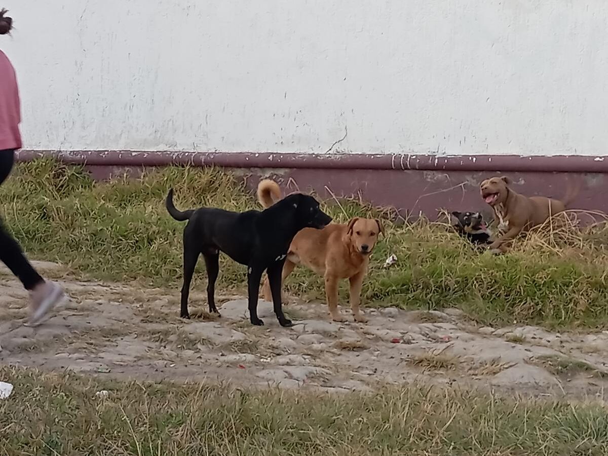 Persiste sobrepoblación canina en Morelia: hasta 70 mil perros callejeros