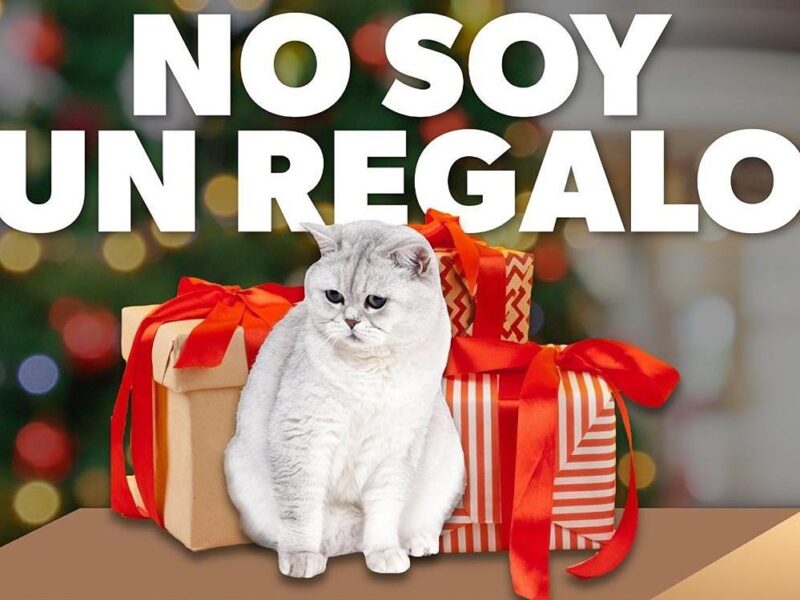 Por esta razón no debes regalar mascotas en Navidad