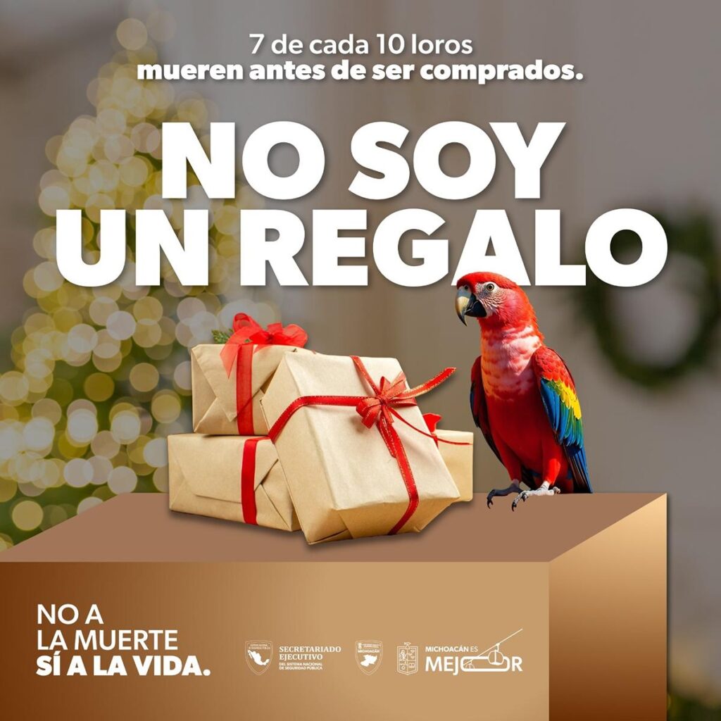 Por esta razón no debes regalar mascotas en Navidad-guacamaya