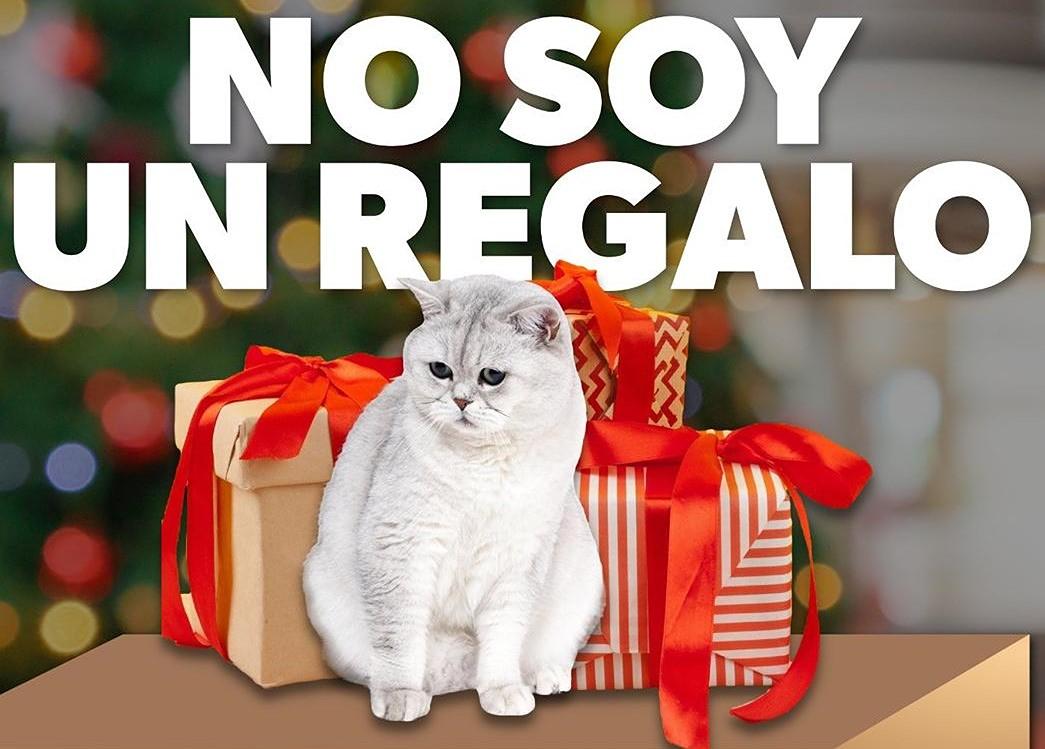 Por esta razón no debes regalar mascotas en Navidad