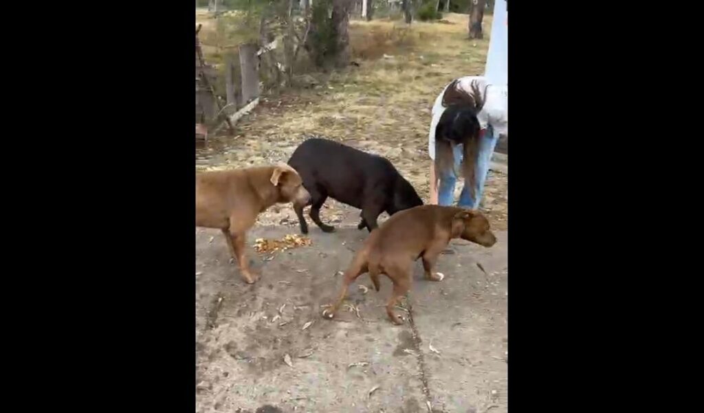 Programa Pancitas Llenas da amor a 2 mil peluditos