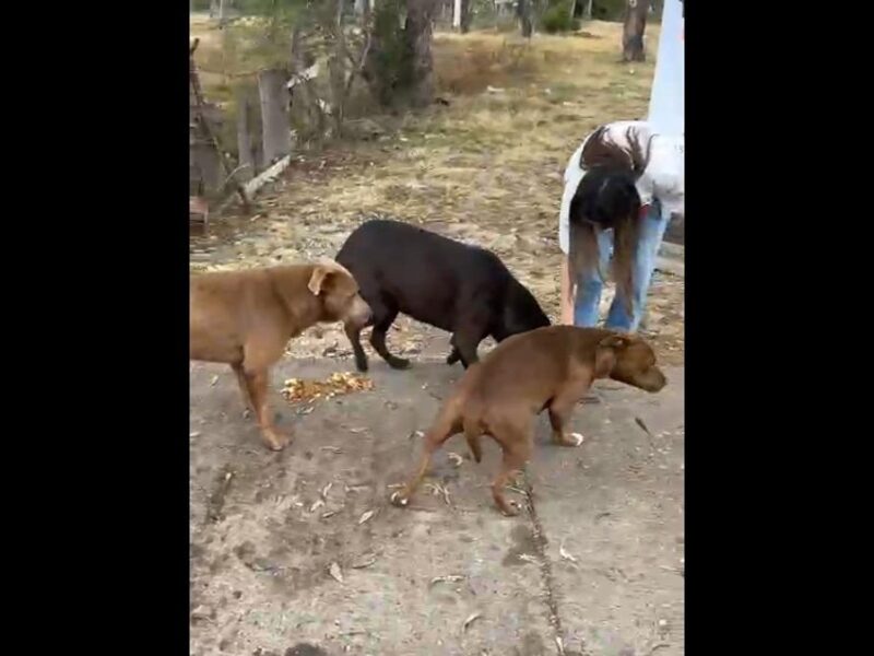 Programa Pancitas Llenas da amor a 2 mil peluditos