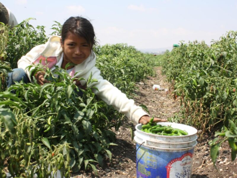 Representa Michoacán el 5.1% del trabajo infantil nacional