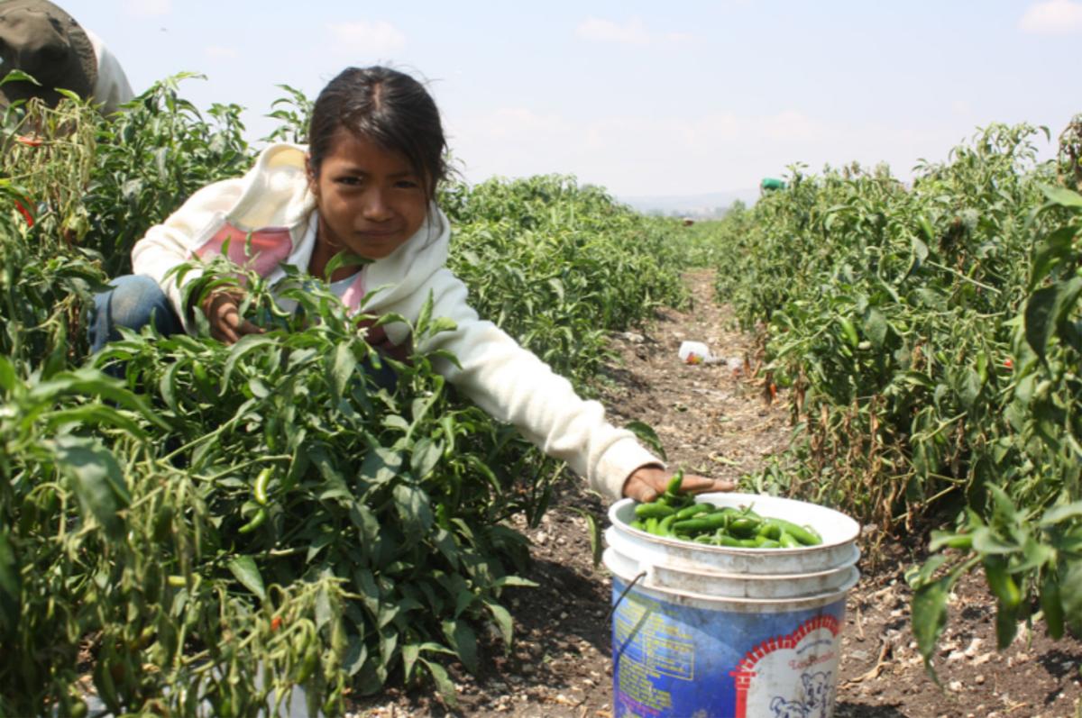 Representa Michoacán el 5.1% del trabajo infantil nacional