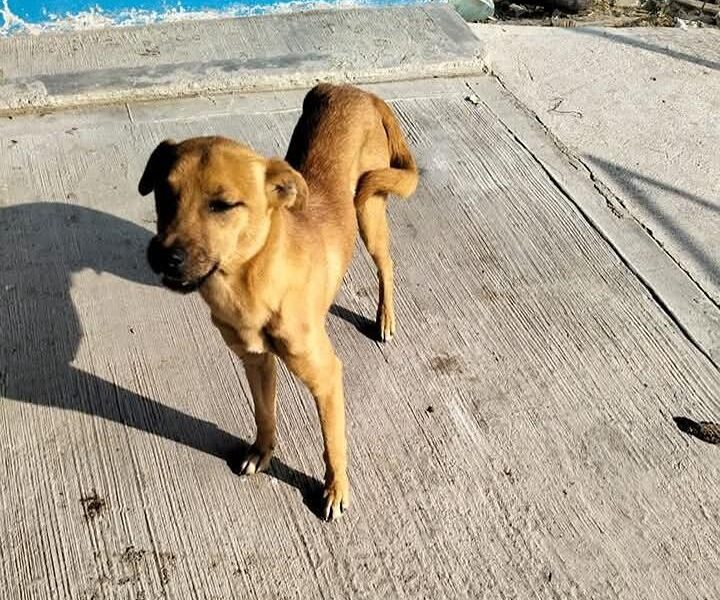 Último Croquetón del Año en Maravatío Busca Apoyo para Perros Callejeros