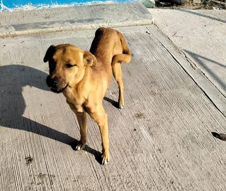 Último Croquetón del Año en Maravatío Busca Apoyo para Perros Callejeros