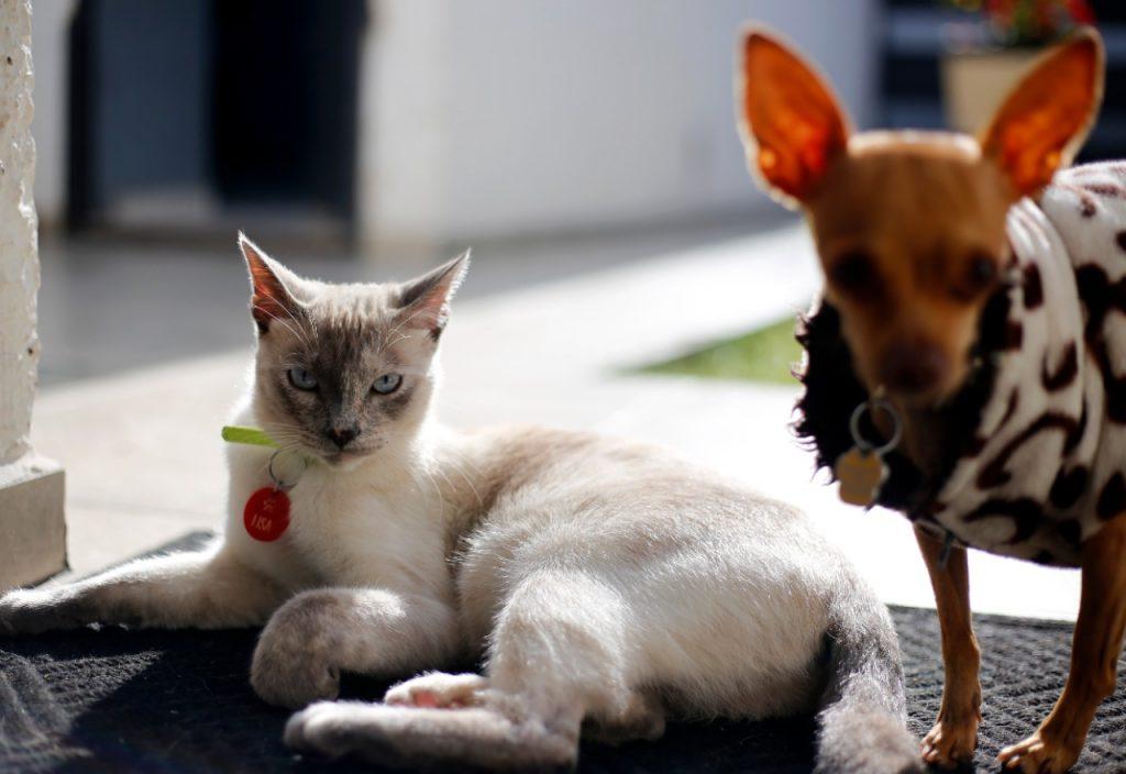 Anuncian en Morelia primera feria de esterilización animal de 2025