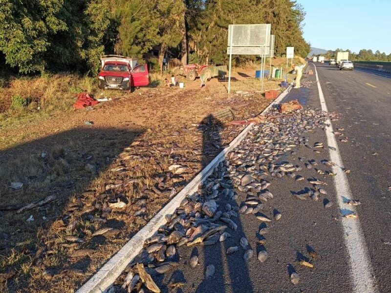 Camioneta cargada con pescados se accidenta en la autopista Siglo XXI