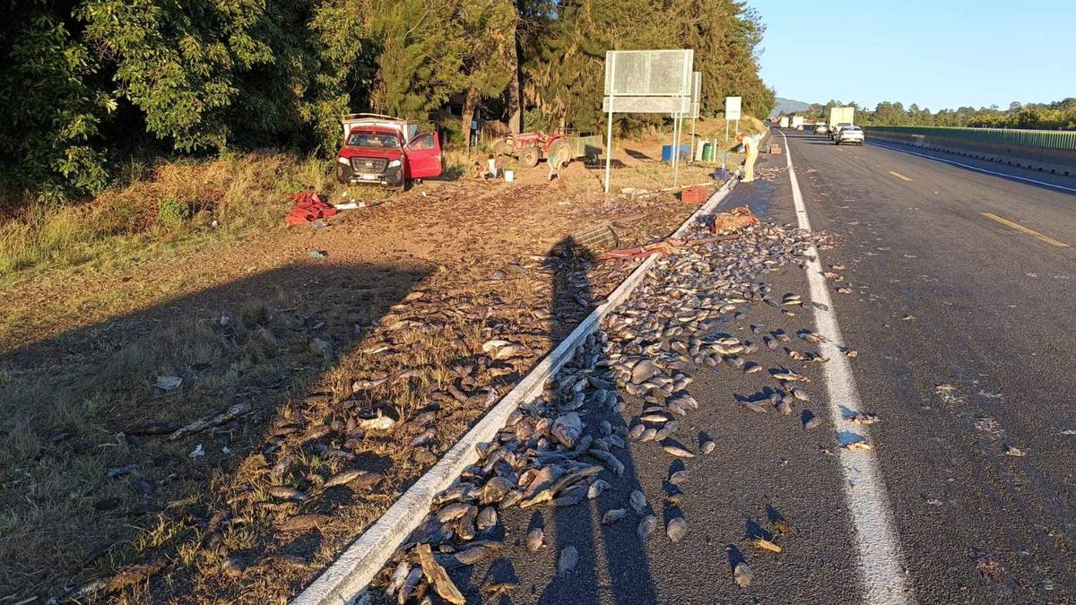 Camioneta cargada con pescados se accidenta en la autopista Siglo XXI