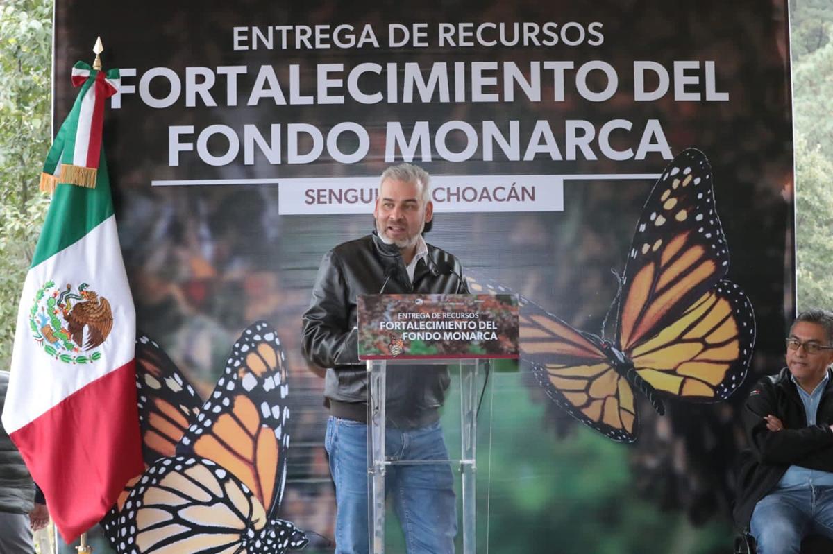 Con Fondo Monarca aumentó pago de servicios ambientales para cuidar la mariposa: Bedolla