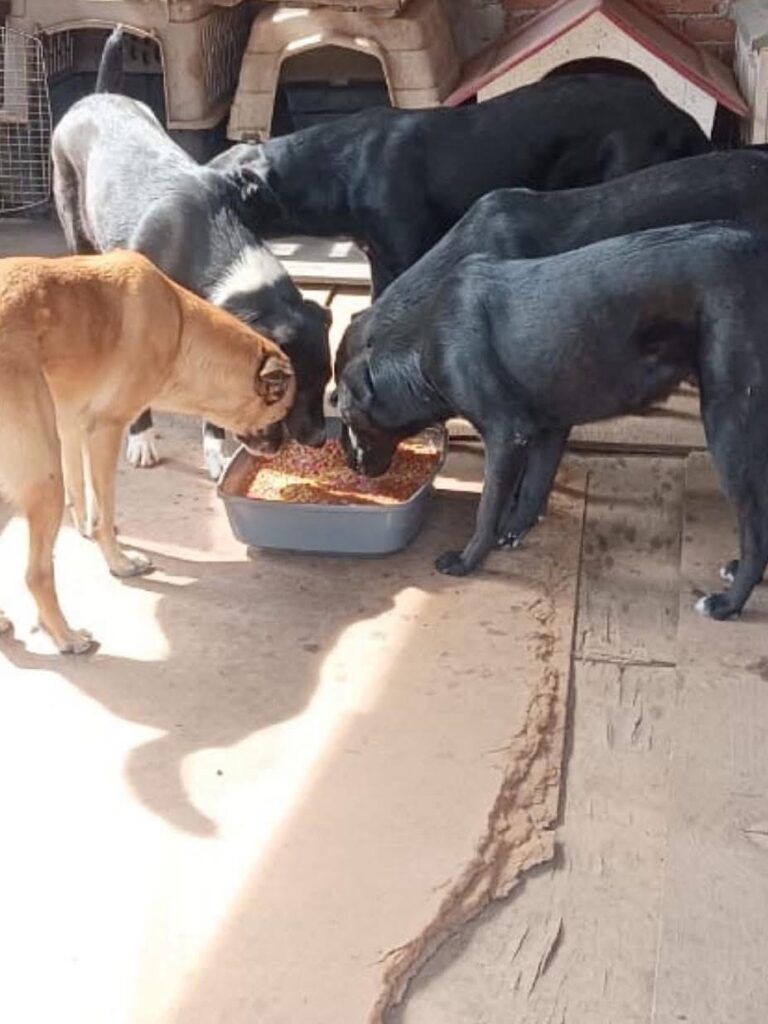 Concierto de Chayanne beneficiará a gatitos y Perritos en Michoacán