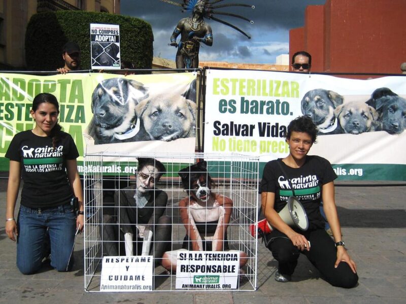 Denuncia AnimaNaturalis México crueldad animal cometida por menores