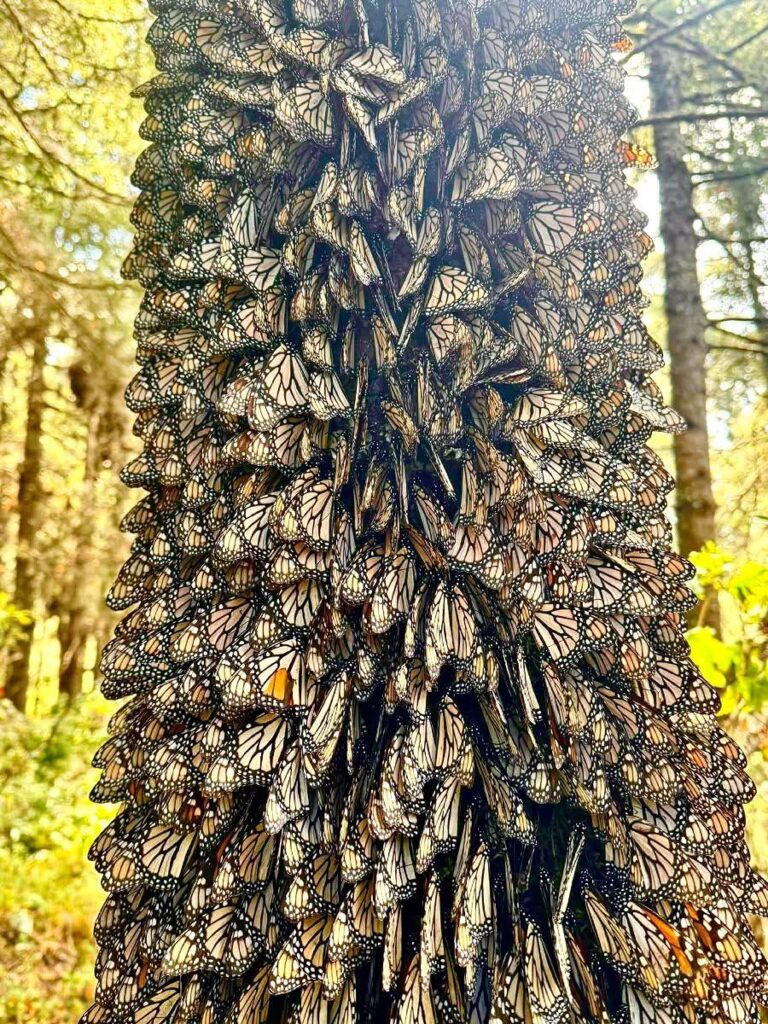 Disfruta los últimos días de descanso en santuarios de la mariposa monarca en Michoacán-1