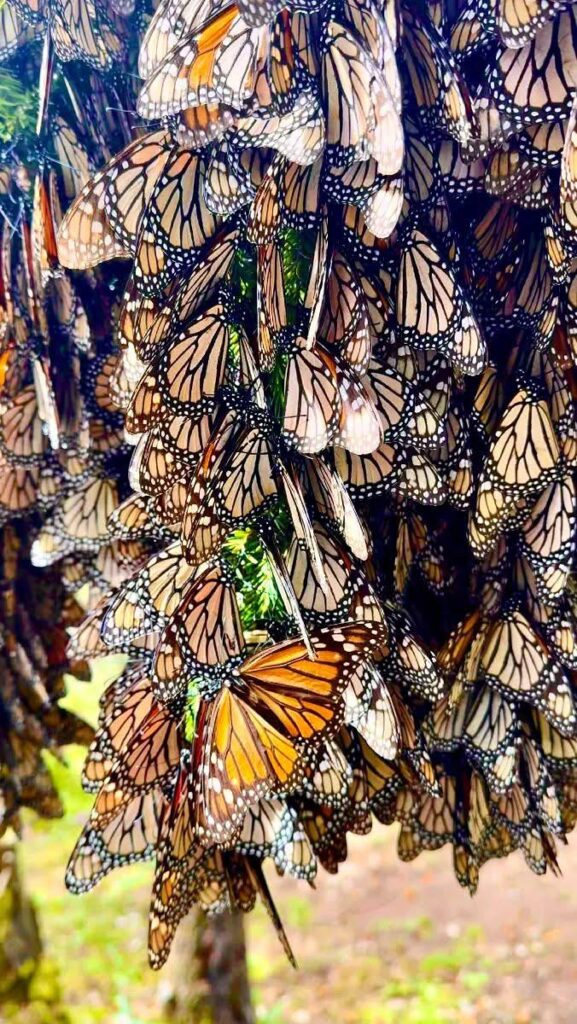 Disfruta los últimos días de descanso en santuarios de la mariposa monarca en Michoacán-2