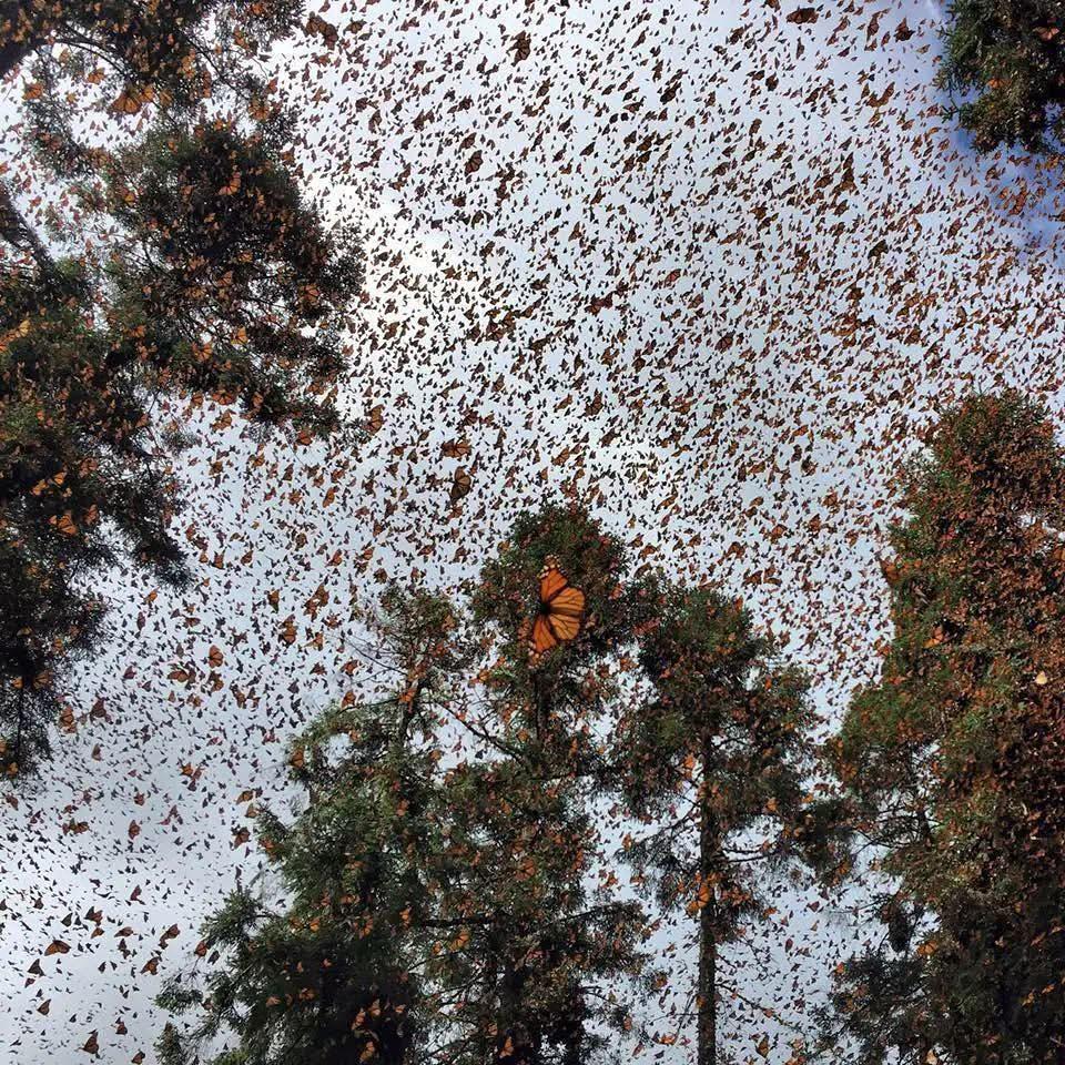 Disfruta los últimos días de descanso en santuarios de la mariposa monarca en Michoacán-3