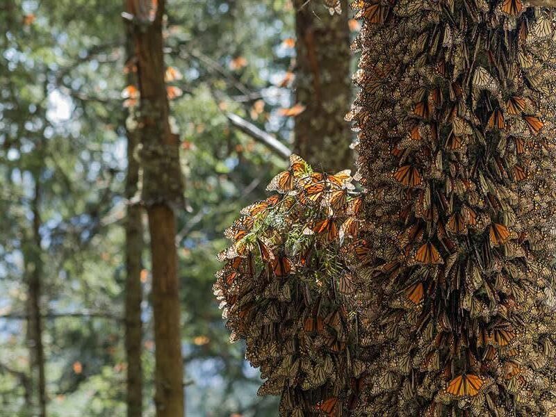 Disfruta los últimos días de descanso en santuarios de la mariposa monarca en Michoacán