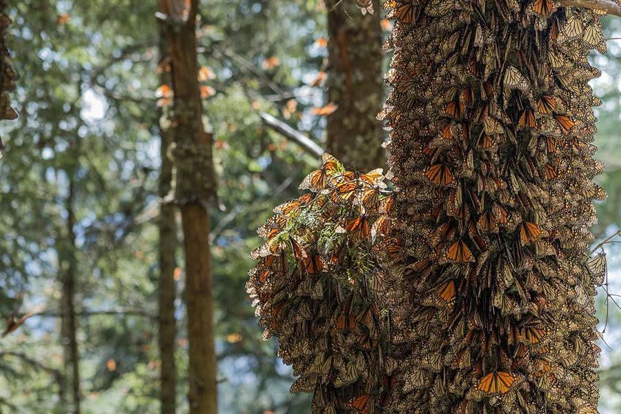 Disfruta los últimos días de descanso en santuarios de la mariposa monarca en Michoacán