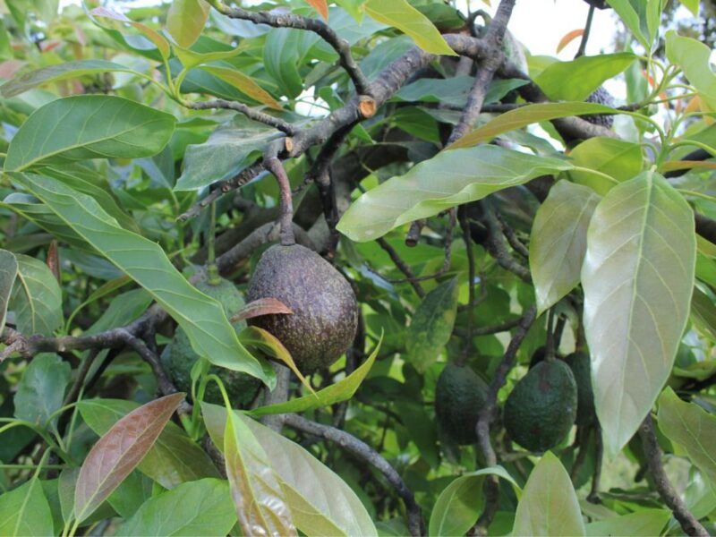 En vísperas de Super Bowl, a la baja corte de aguacate en región de Uruapan 1