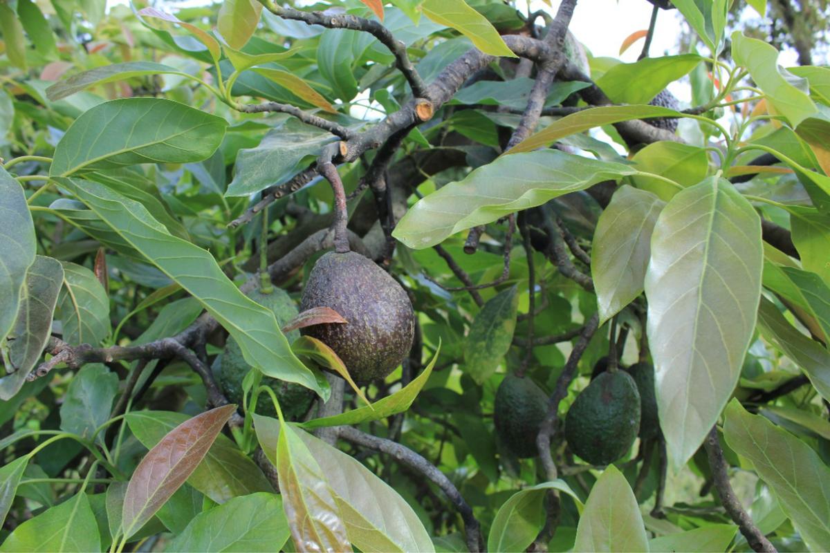 En vísperas de Super Bowl, a la baja corte de aguacate en región de Uruapan 1