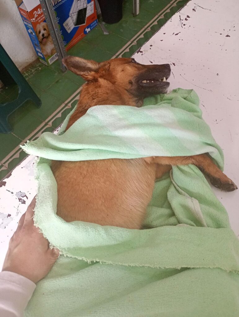 Envenenamiento masivo de perros en Panindícuaro, Michoacán