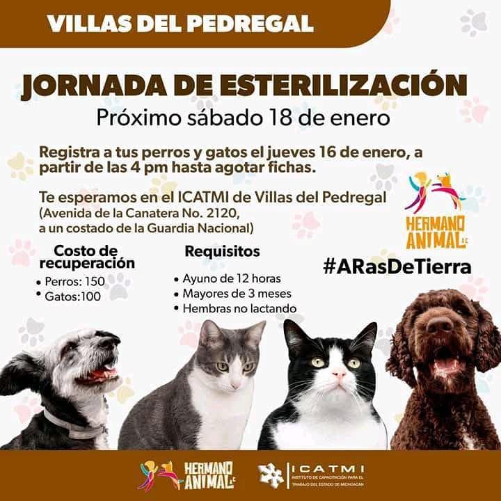 invitan a en Morelia primera feria de esterilización animal de 2025