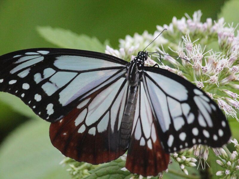 Mariposa Tigre Castaño rompe Récord de Migración: recorre 3,000 km de Japón a Hong Kong