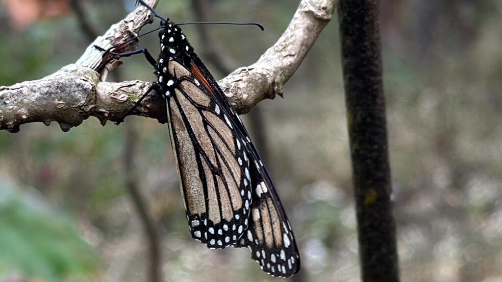 Mariposas monarca: las almas de los difuntos que cada año llegan a Michoacán