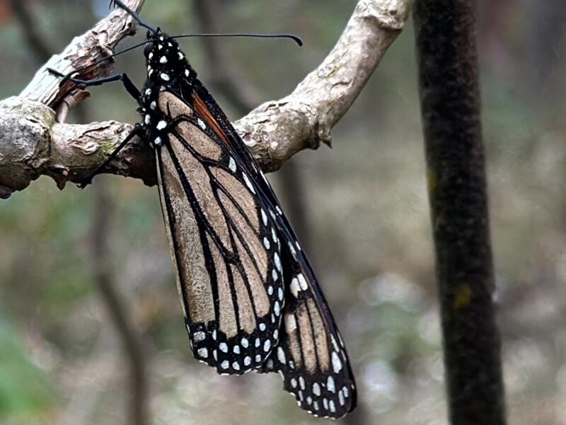 Mariposas monarca: las almas de los difuntos que cada año llegan a Michoacán