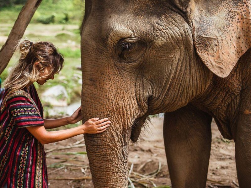 Muere una turista española tras ser víctima de un ataque de un elefante en Tailandia