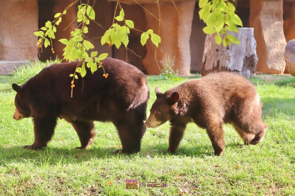 Niños Gratis en el Zoológico de Morelia por Día de Reyes: ¿Cuándo?