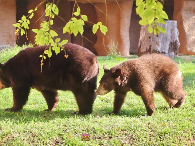 Niños Gratis en el Zoológico de Morelia por Día de Reyes: ¿Cuándo?