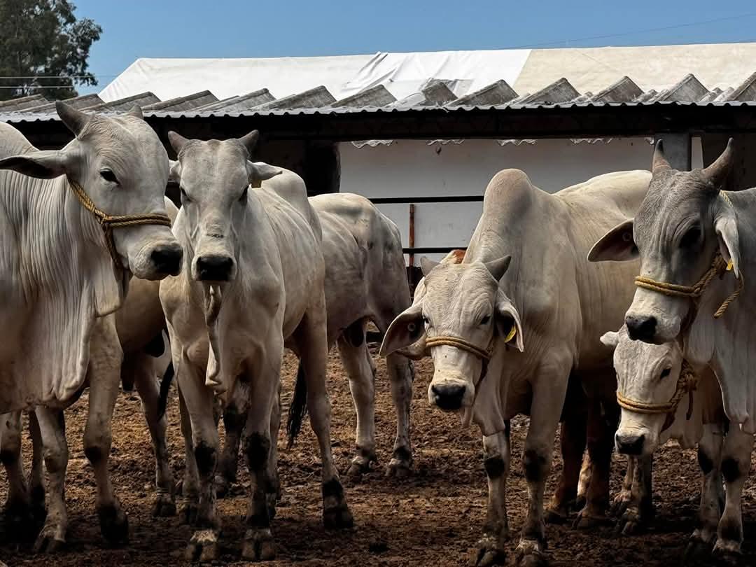 pega abigeato a 2,600 productores en Morelia