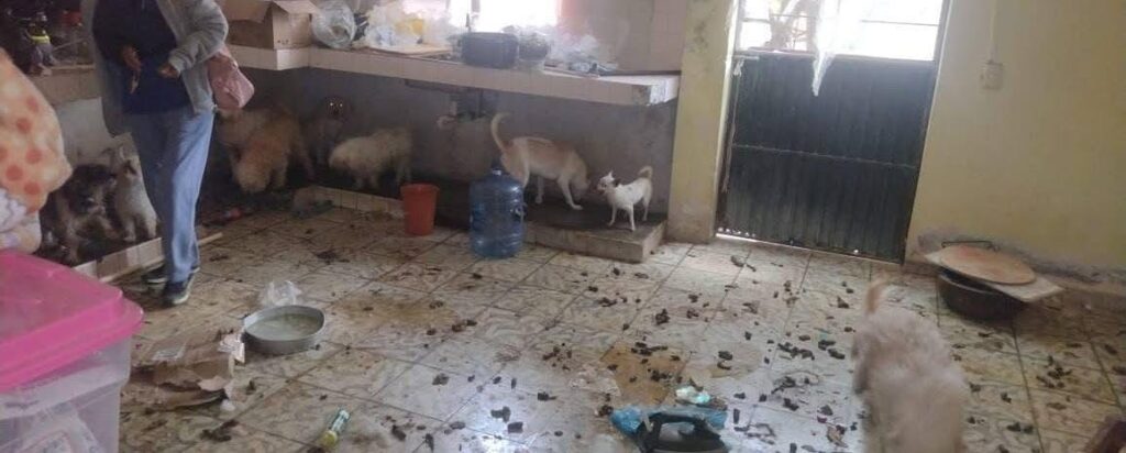 rescate de perros La Piedad Michoacán