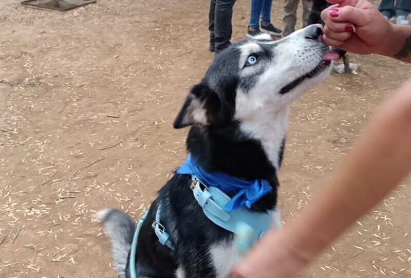 Segunda Feria de la Adopción de Morelia