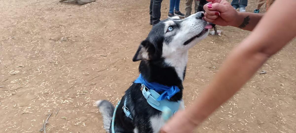 Segunda Feria de la Adopción de Morelia