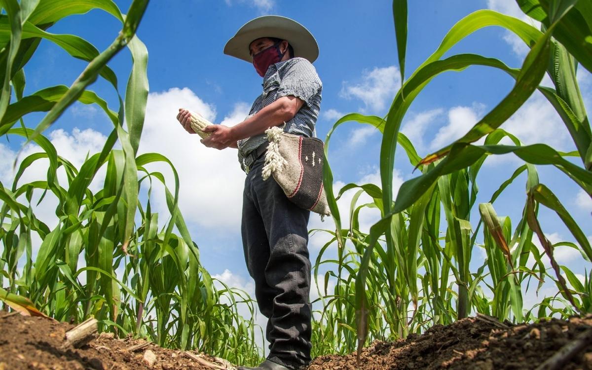 Seguridad alimentaria México ¿Sabes lo que comes?