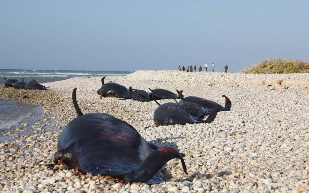 Somalia: hallan más de 100 delfines muertos; la causa es un misterio