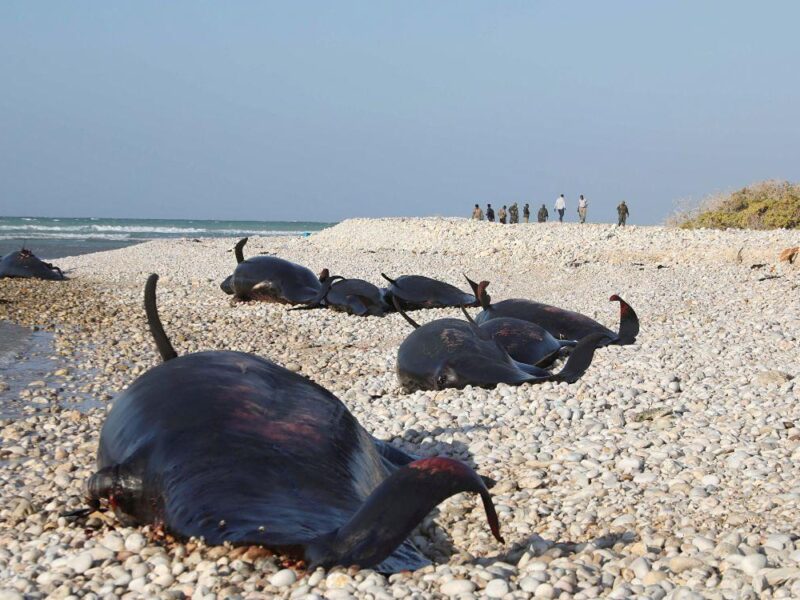 Somalia: hallan más de 100 delfines muertos; la causa es un misterio