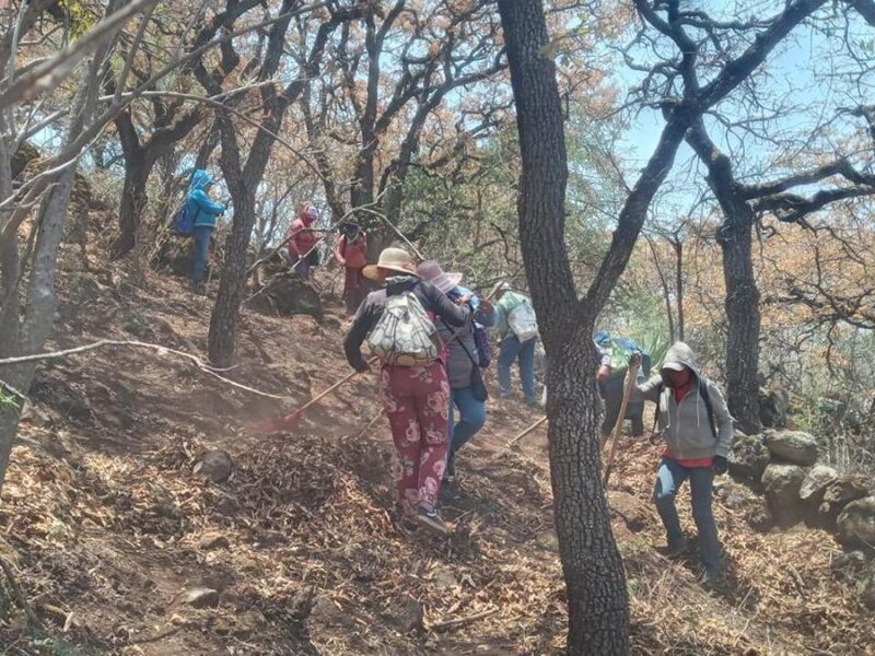 Unen esfuerzos para restauración de 50 hectáreas del área protegida cerro del Águila