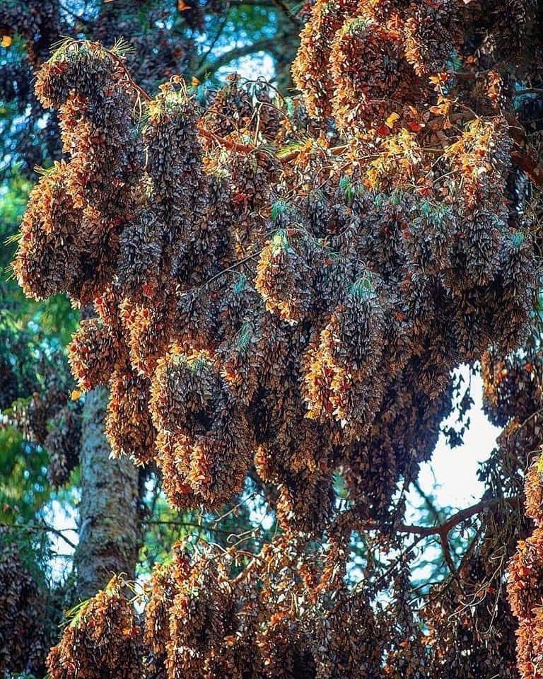 Vive la magia en santuarios de la Mariposa Monarca en Michoacán-1