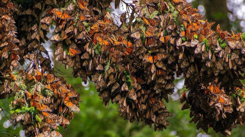 Vive la magia en santuarios de la Mariposa Monarca en Michoacán