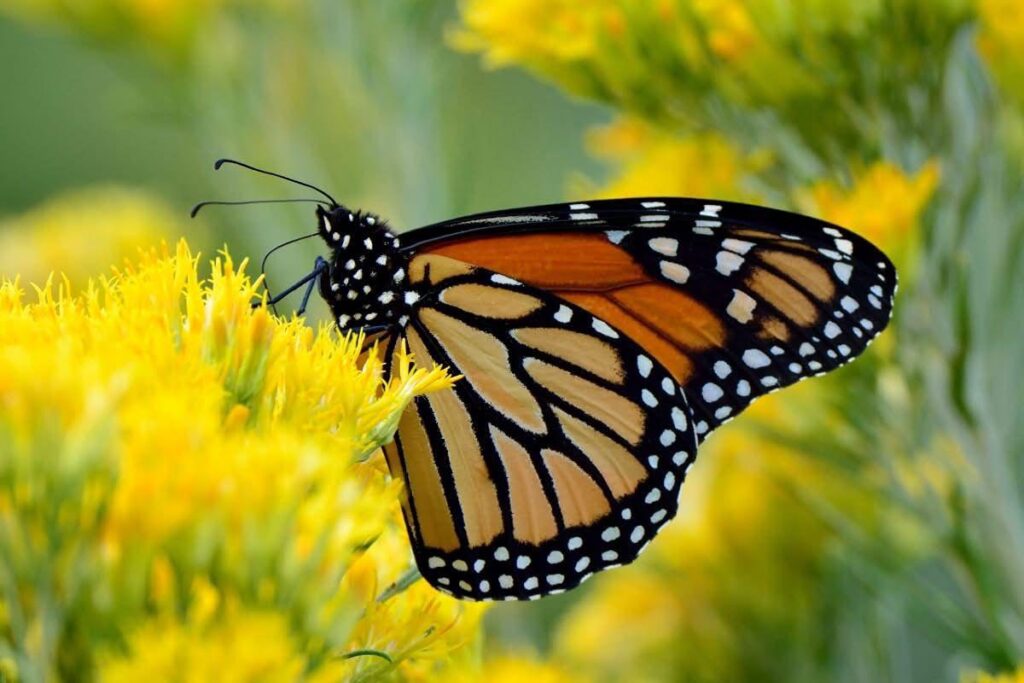 Vive la magia en santuarios de la Mariposa Monarca en Michoacán-2