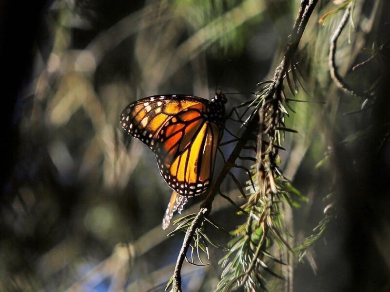 Vive la magia en santuarios de la Mariposa Monarca en Michoacán-3