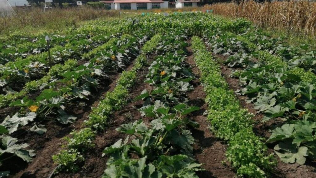 UNAM hortalizas sin agroquímicos