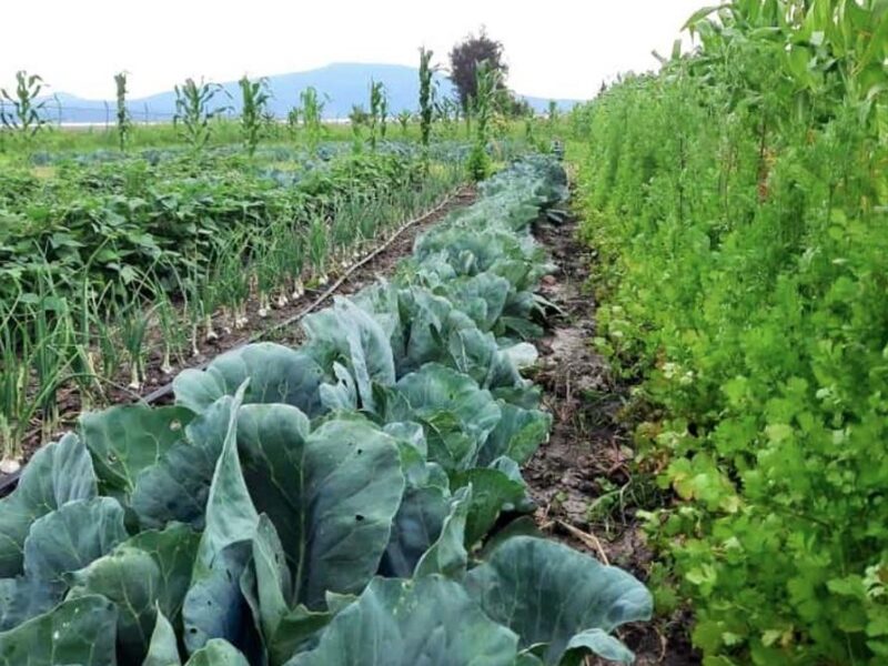 agricultura sin agroquímicos en Michoacán