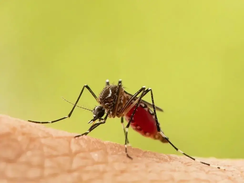 Así se siente el dengue grave; SSM brinda atención gratuita en Michoacán