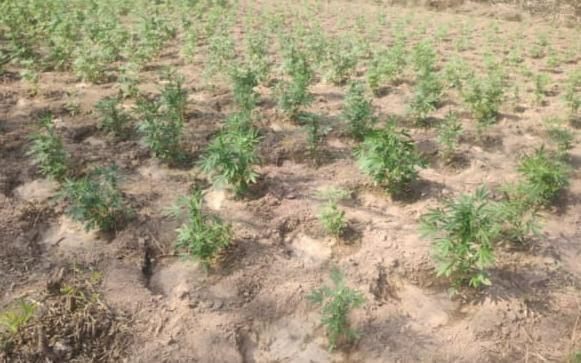 Destruyen 30 mil plantas de plantío de Marihuana en Arteaga, Michoacán